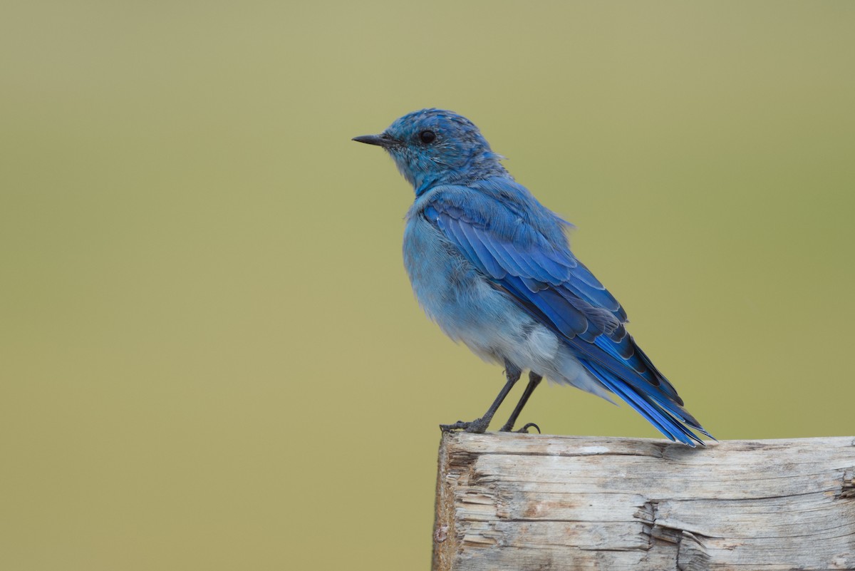 Mountain Bluebird - ML642502685