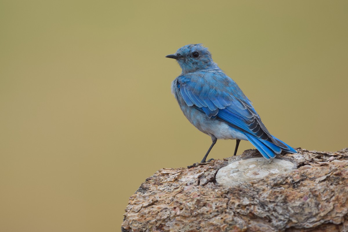 Mountain Bluebird - ML642502686