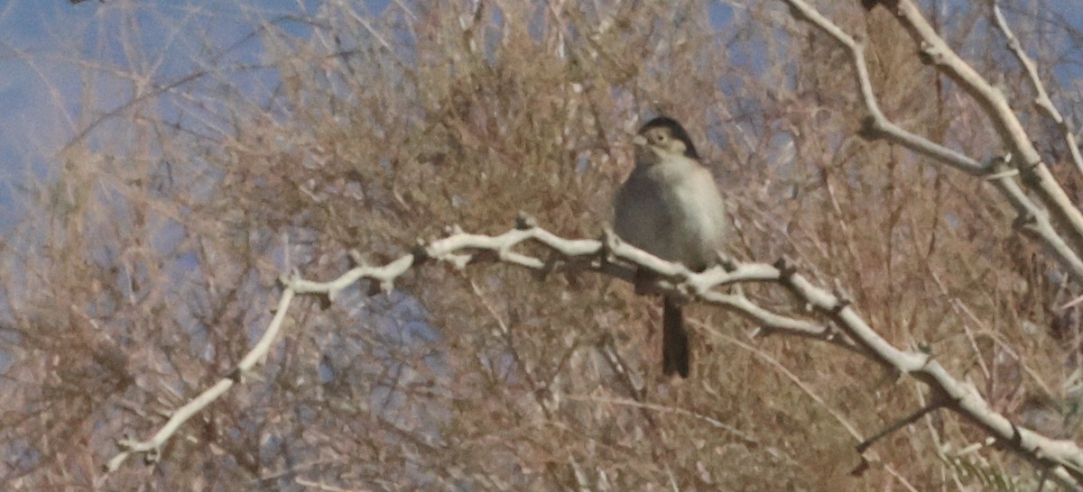 Black-tailed Gnatcatcher - ML642502687