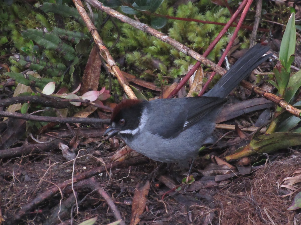 Northern Slaty Brushfinch - ML642502691