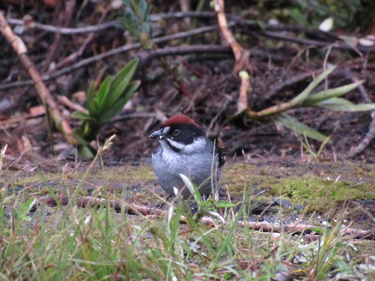 Northern Slaty Brushfinch - ML642502693