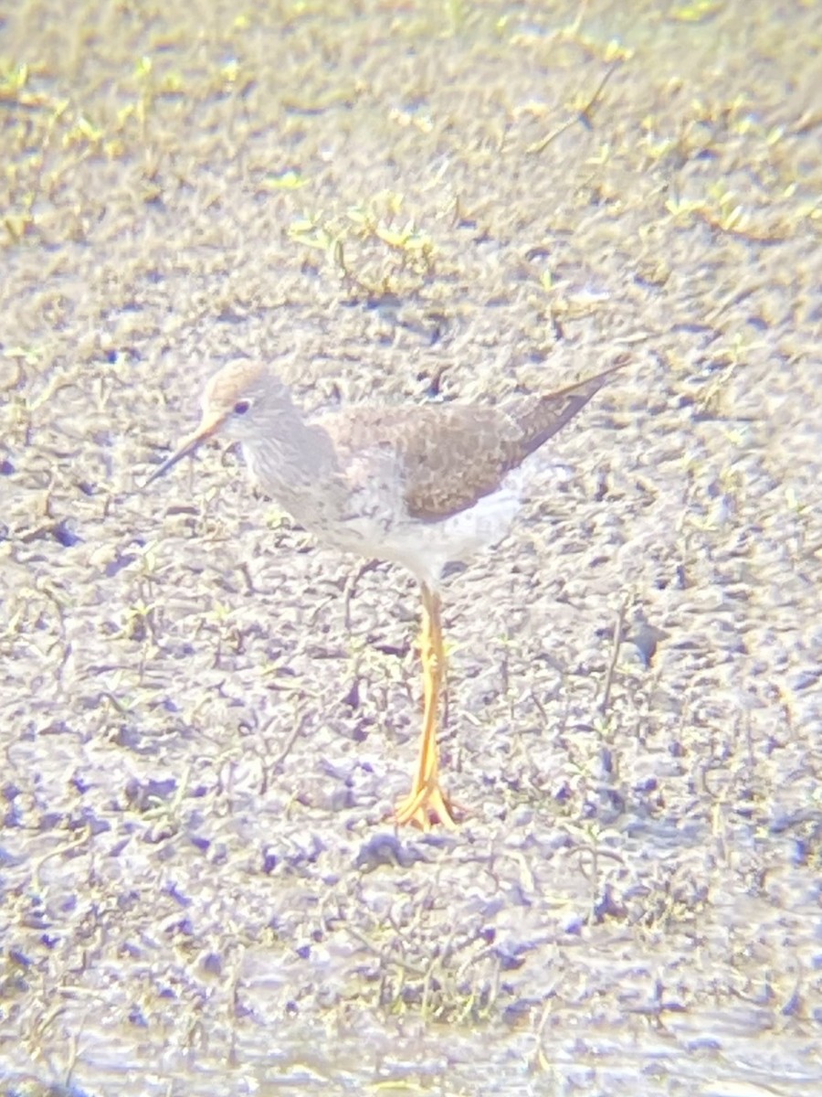 vodouš žlutonohý - ML642502704