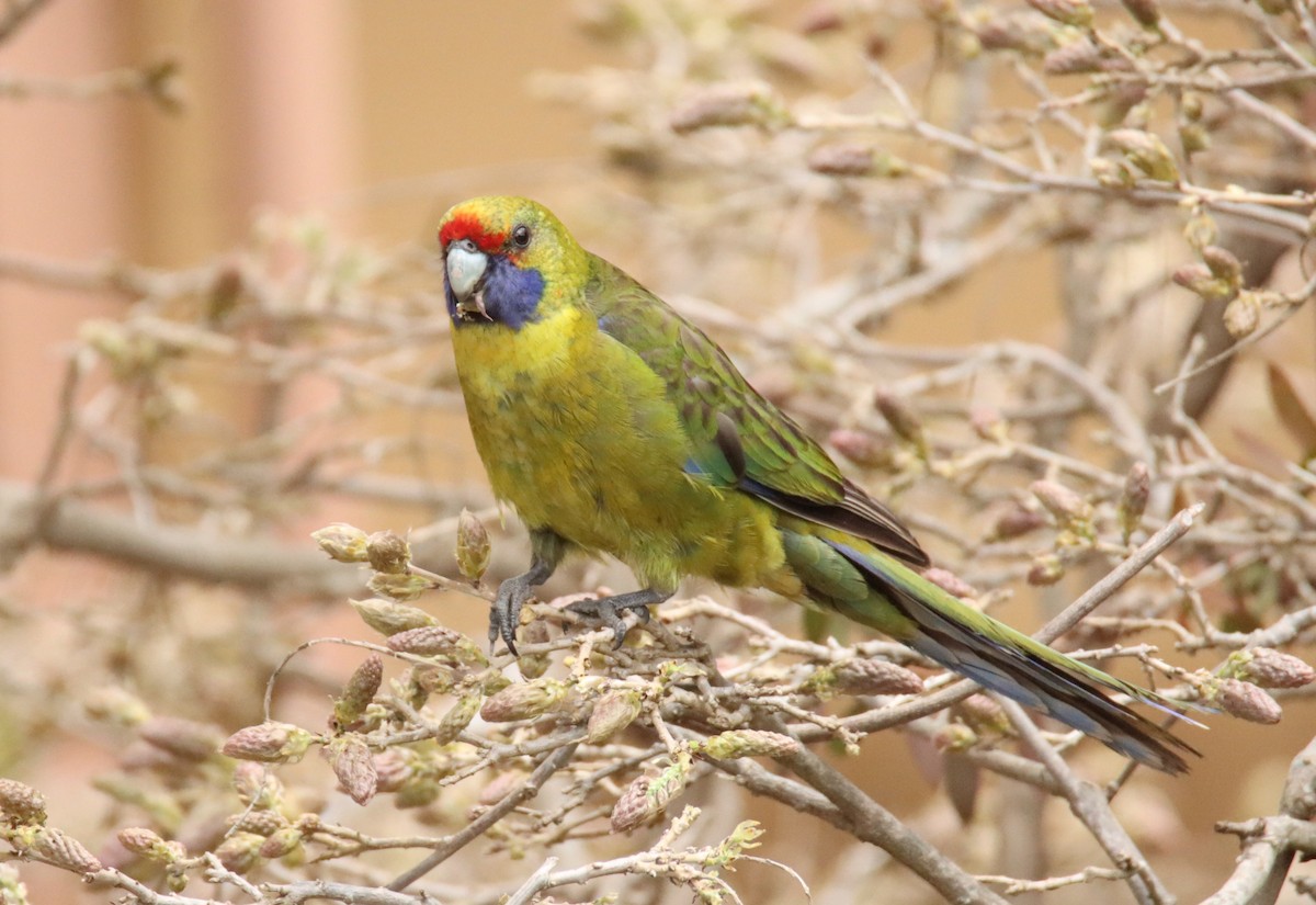 Green Rosella - ML642502712