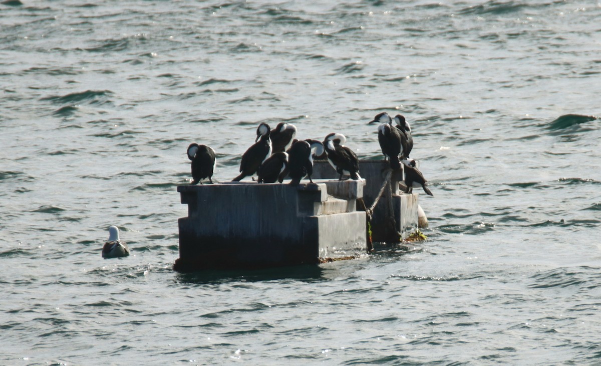 Black-faced Cormorant - ML642502729
