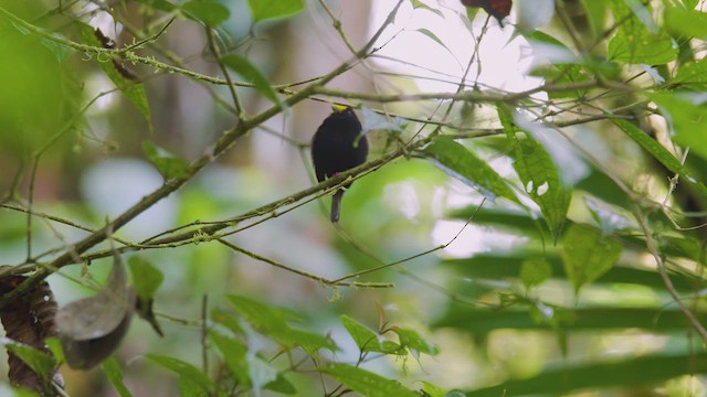 Golden-winged Manakin - ML642502735