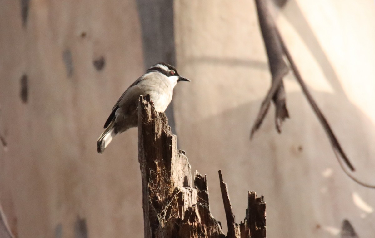 Strong-billed Honeyeater - ML642502748
