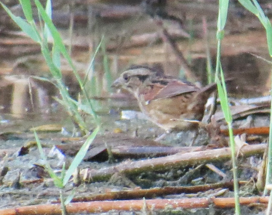 Swamp Sparrow - ML642502751