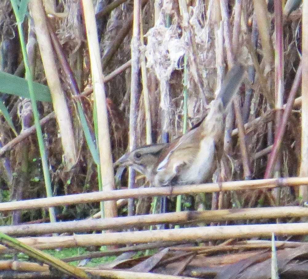 Swamp Sparrow - ML642502753