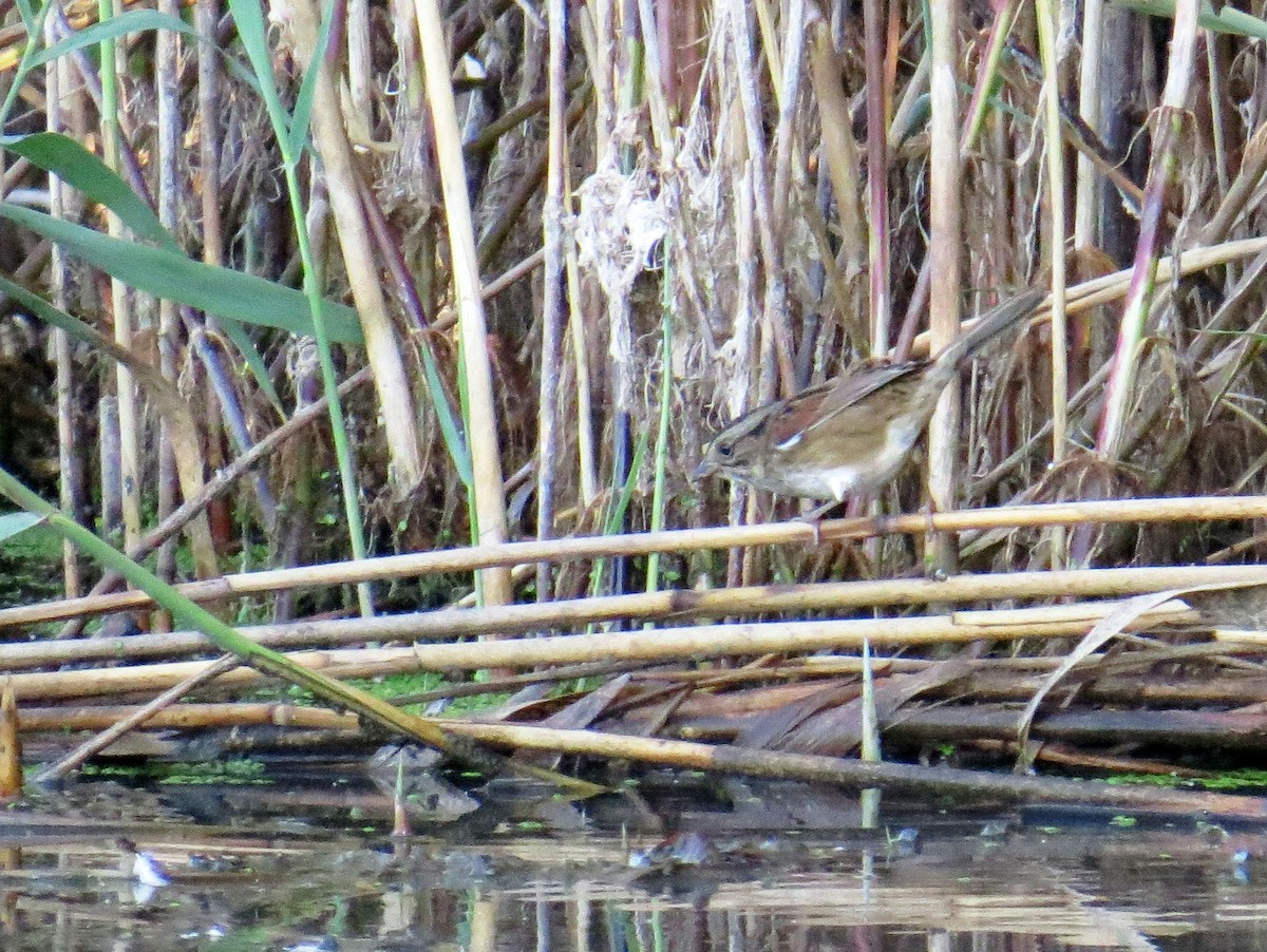 Swamp Sparrow - ML642502754