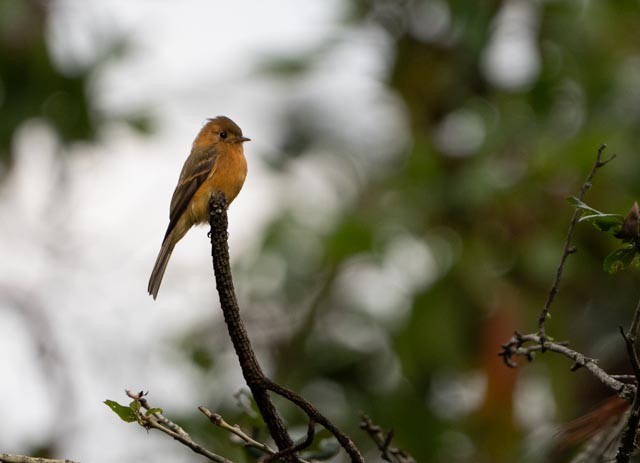 Tufted Flycatcher - ML642502757