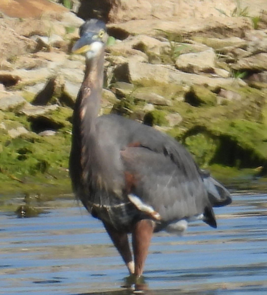 Great Blue Heron - ML642502761