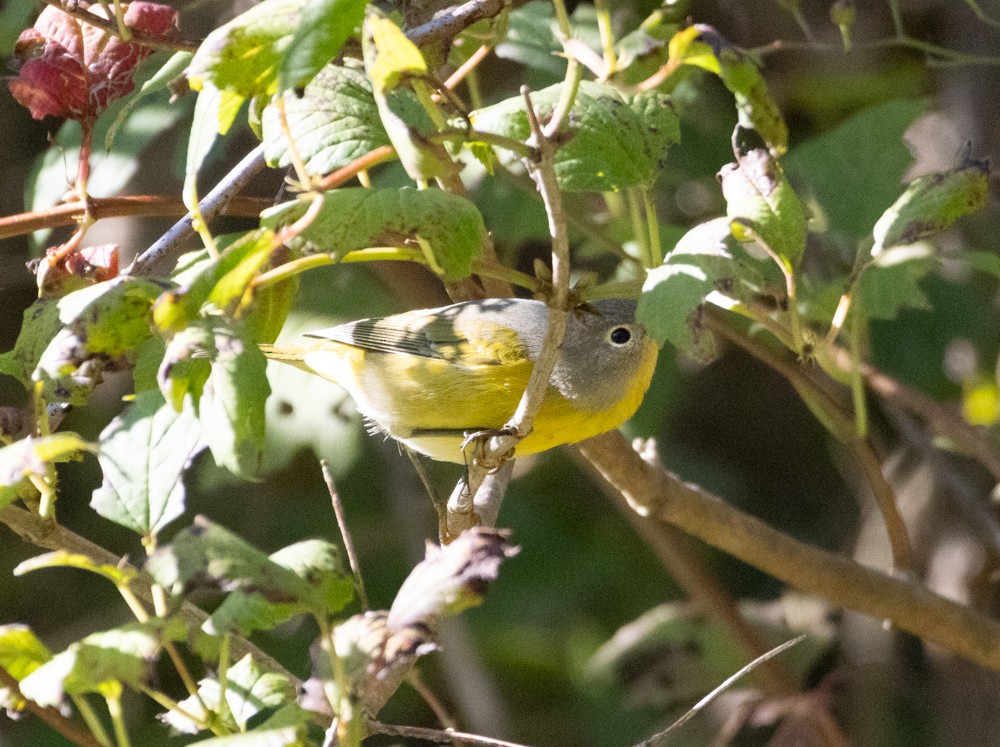 Nashville Warbler - ML642502763