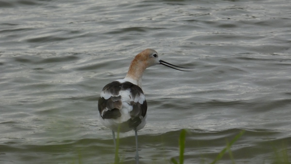 American Avocet - ML642502766