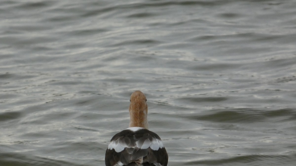 American Avocet - ML642502767