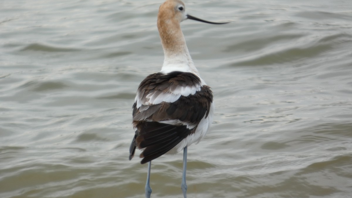 American Avocet - ML642502769