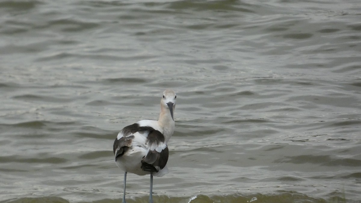 American Avocet - ML642502770