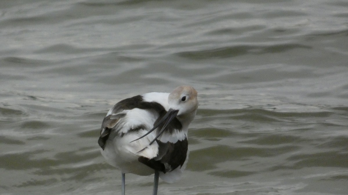 American Avocet - ML642502772