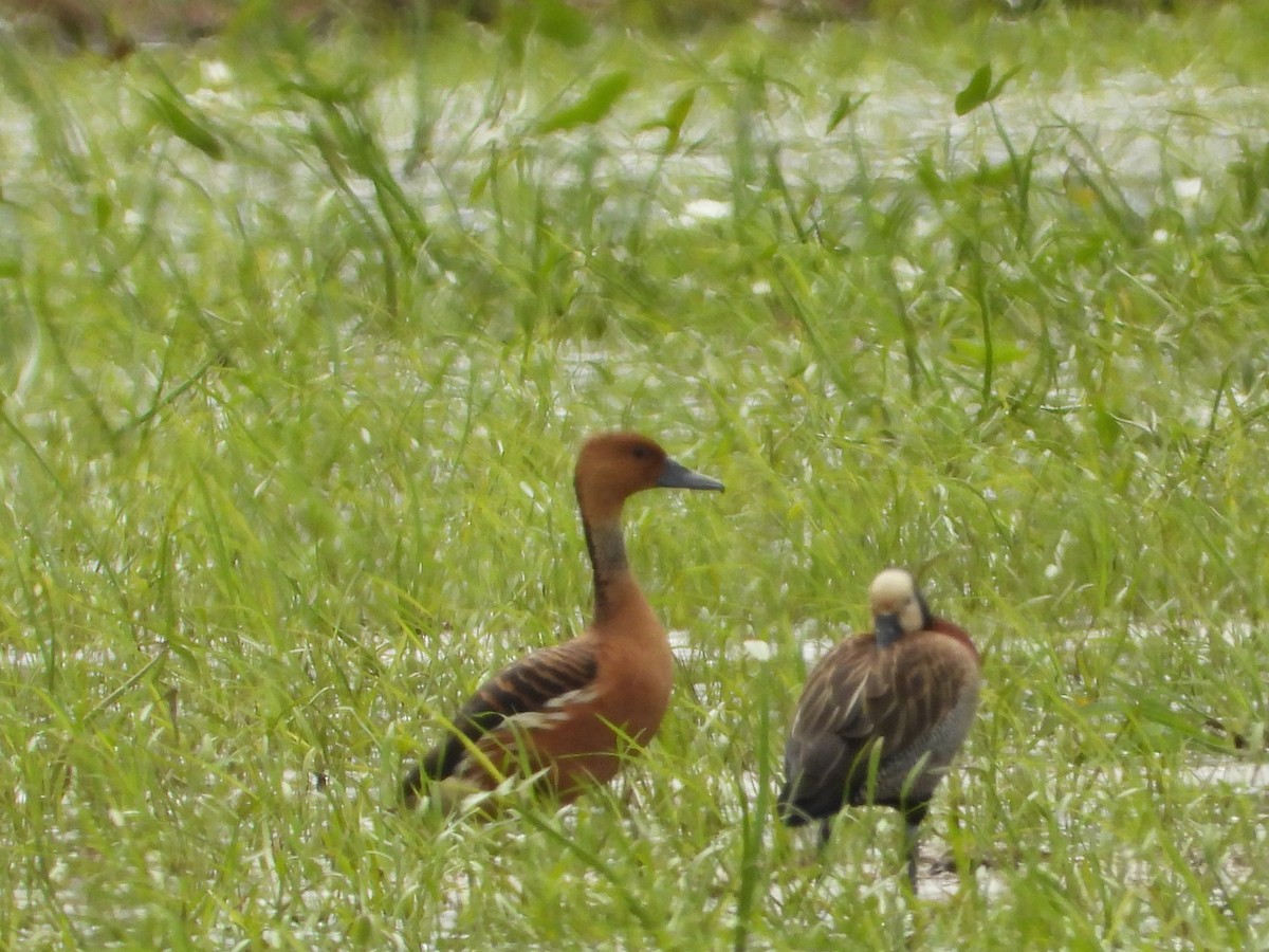 Fulvous Whistling-Duck - ML642502782