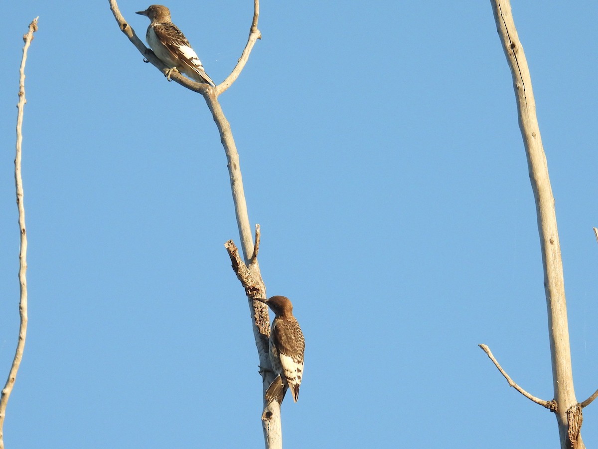 Red-headed Woodpecker - ML642502784