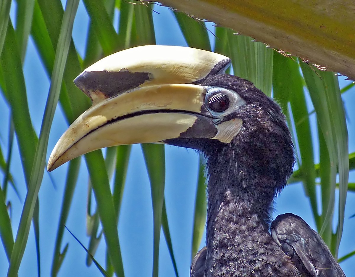 Oriental Pied-Hornbill - ML642502802