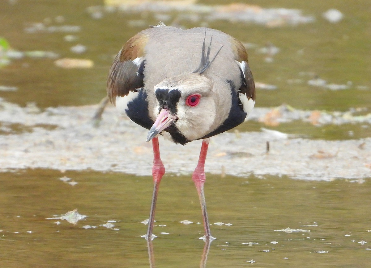 čejka jihoamerická - ML642502804