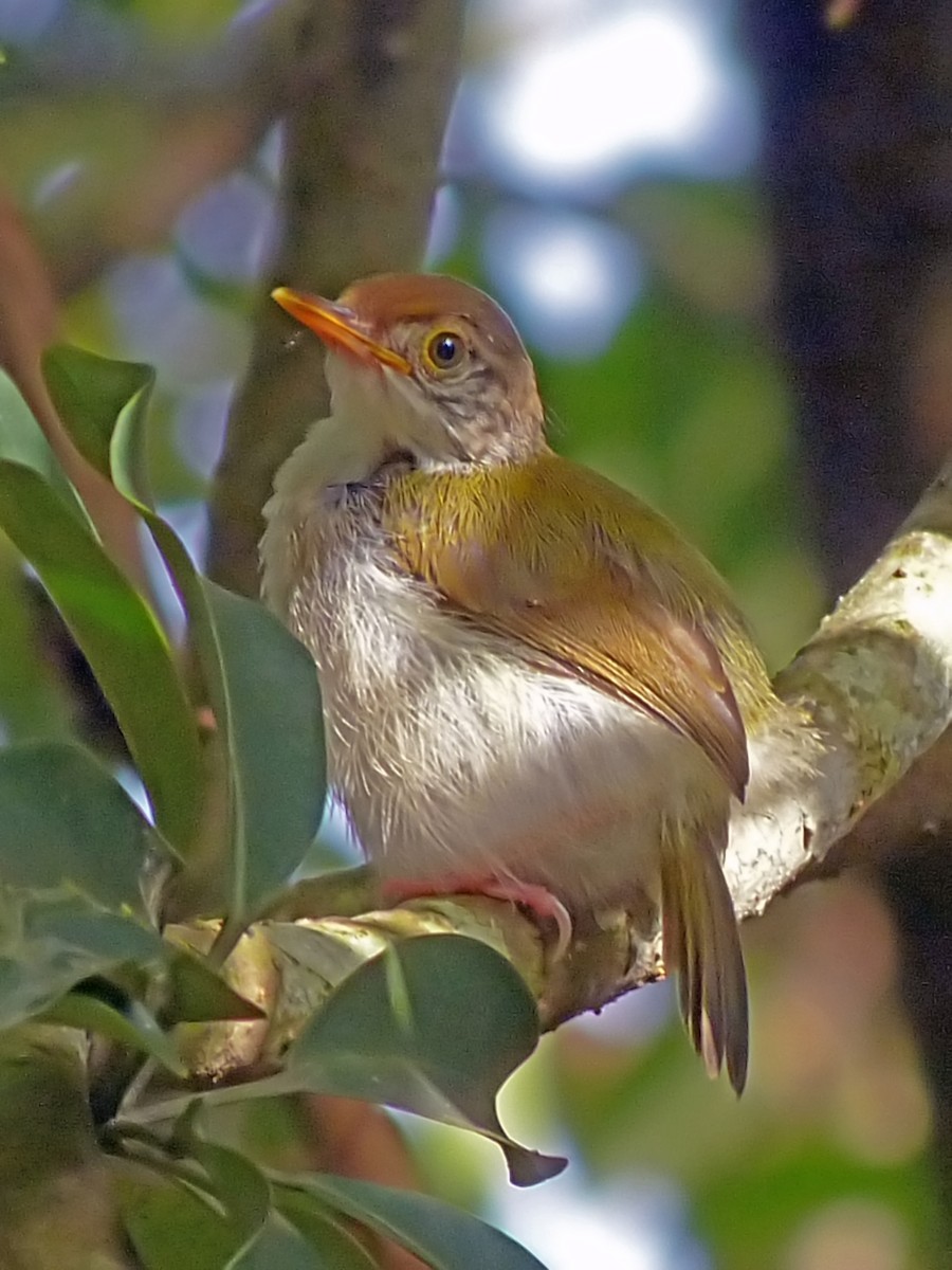 Common Tailorbird - ML642502806