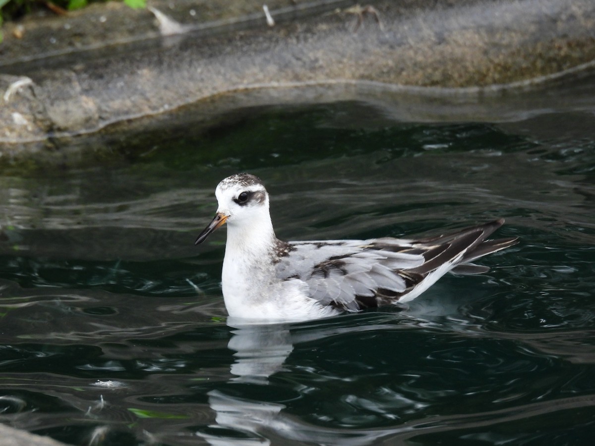 Red Phalarope - ML642502807