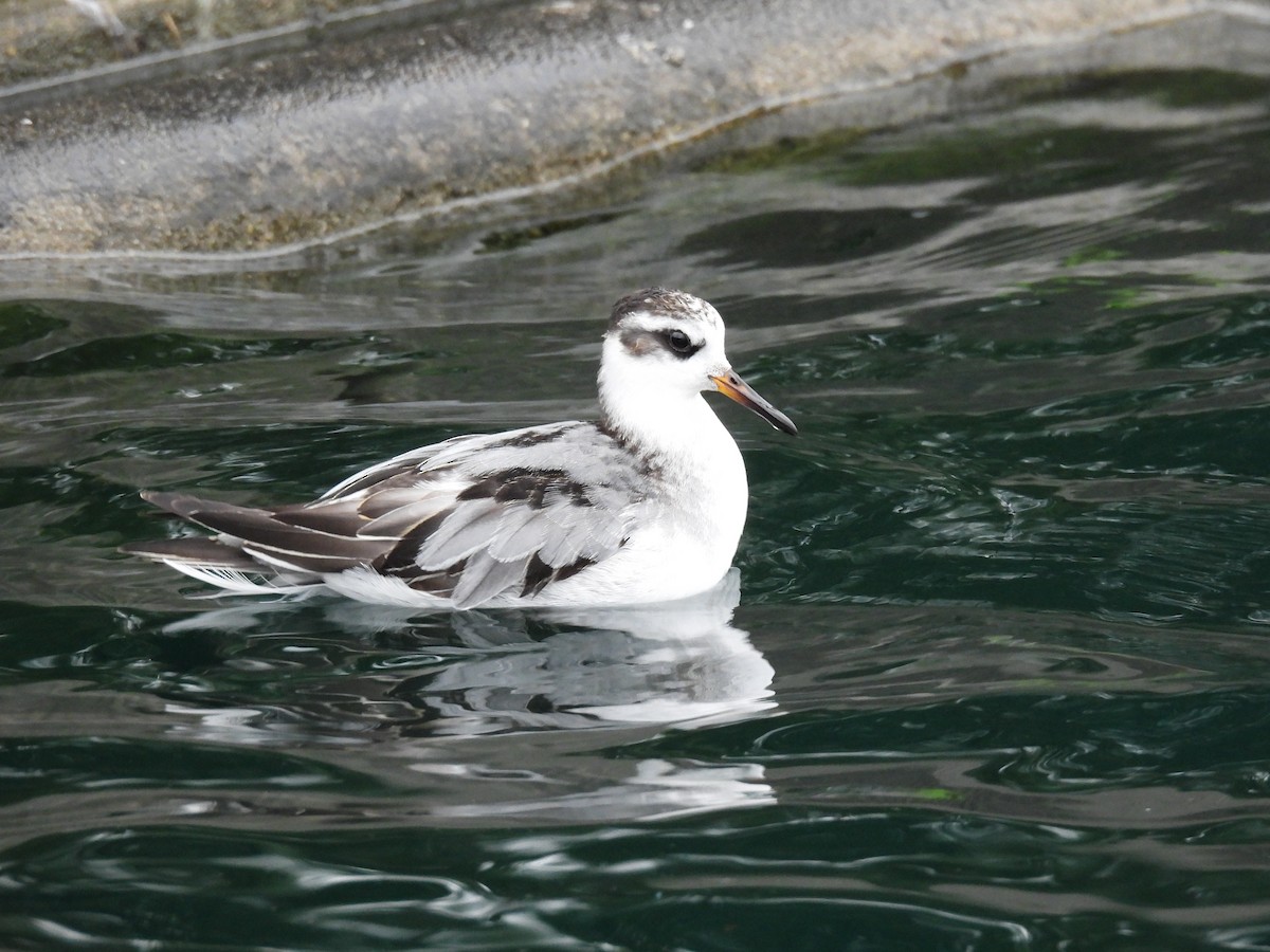 Red Phalarope - ML642502808