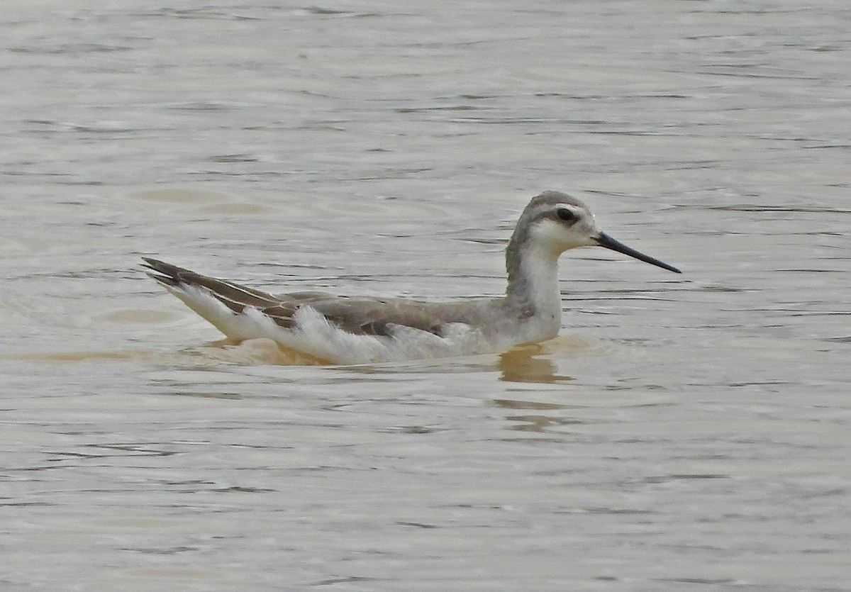 lyskonoh dlouhozobý - ML642502811