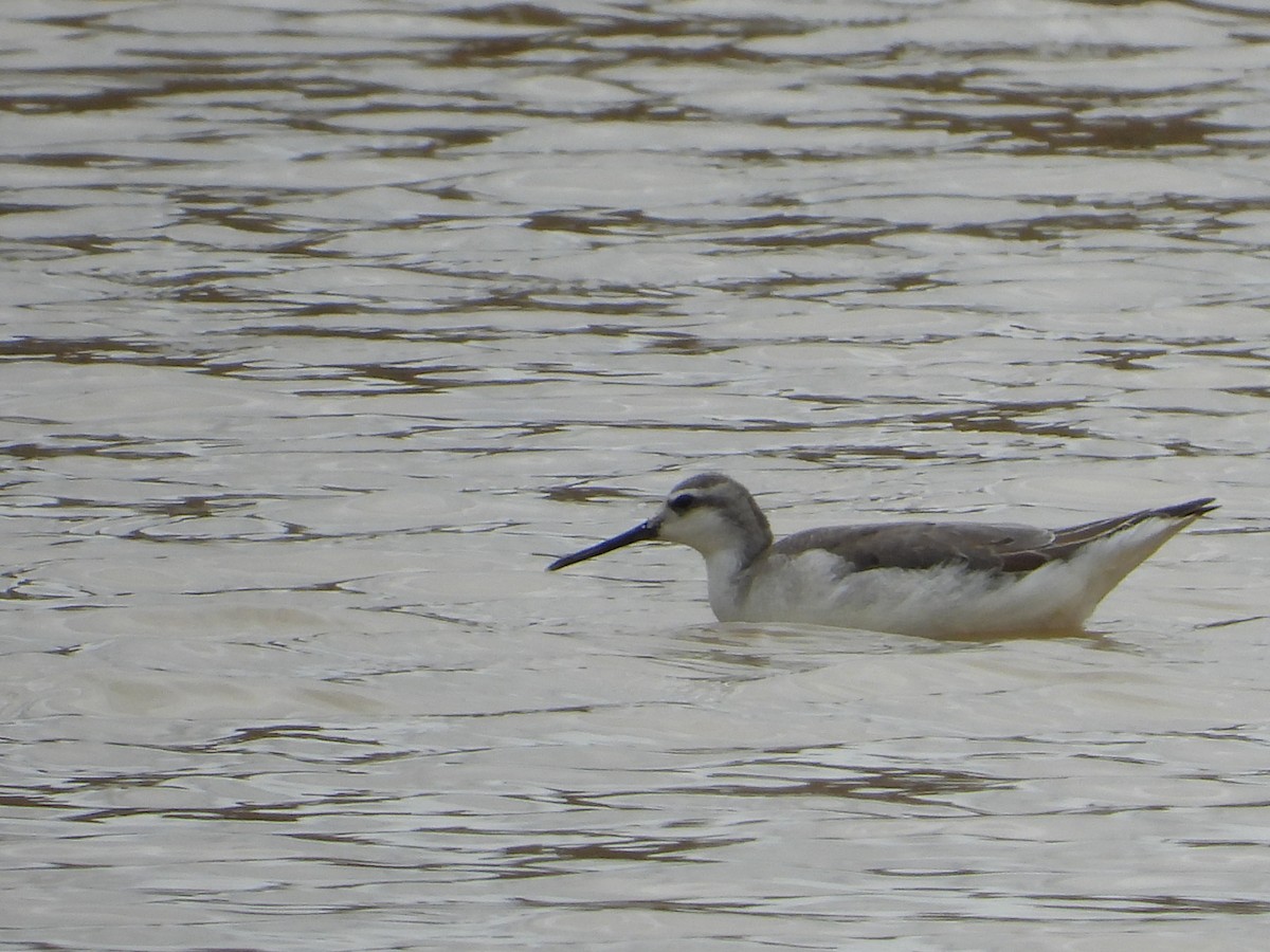 lyskonoh dlouhozobý - ML642502812