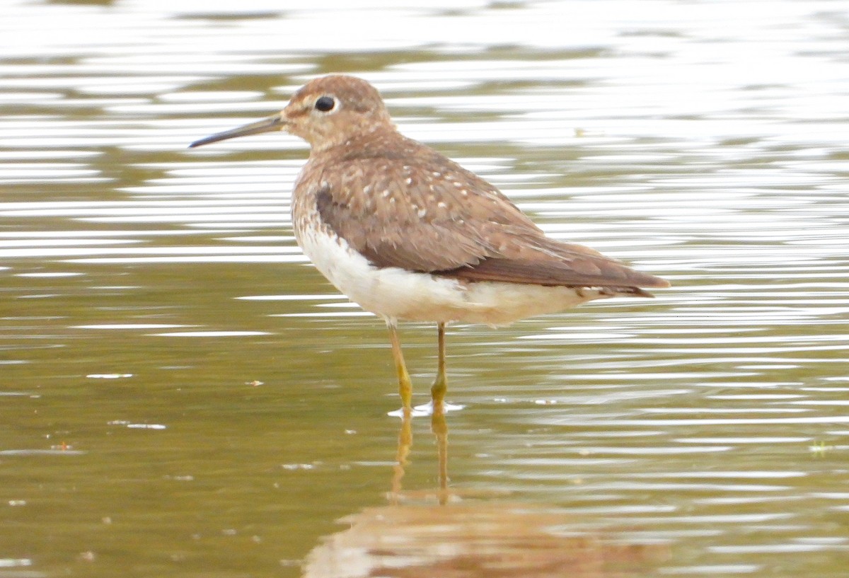 vodouš samotářský - ML642502819