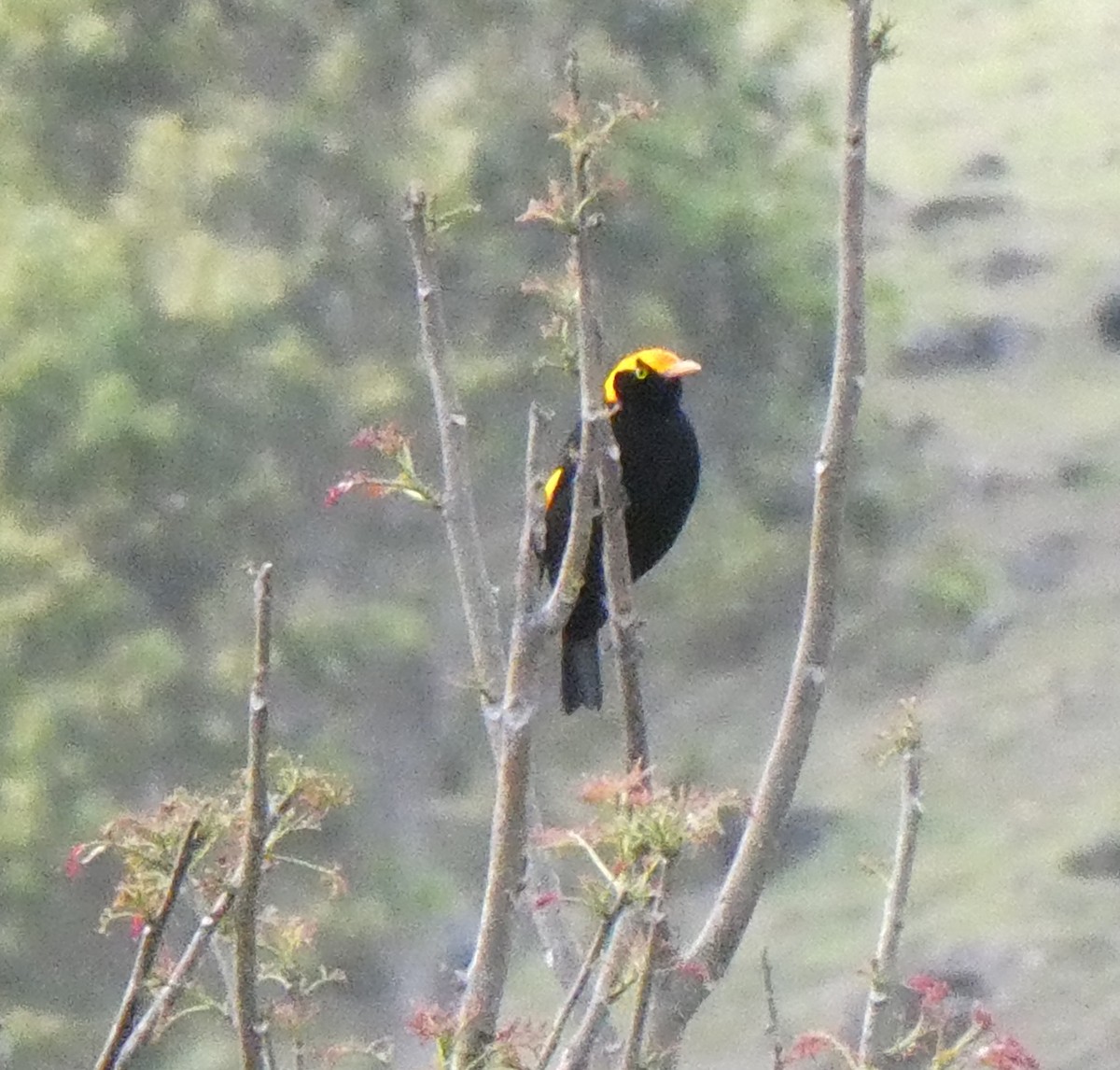 Regent Bowerbird - ML642502852