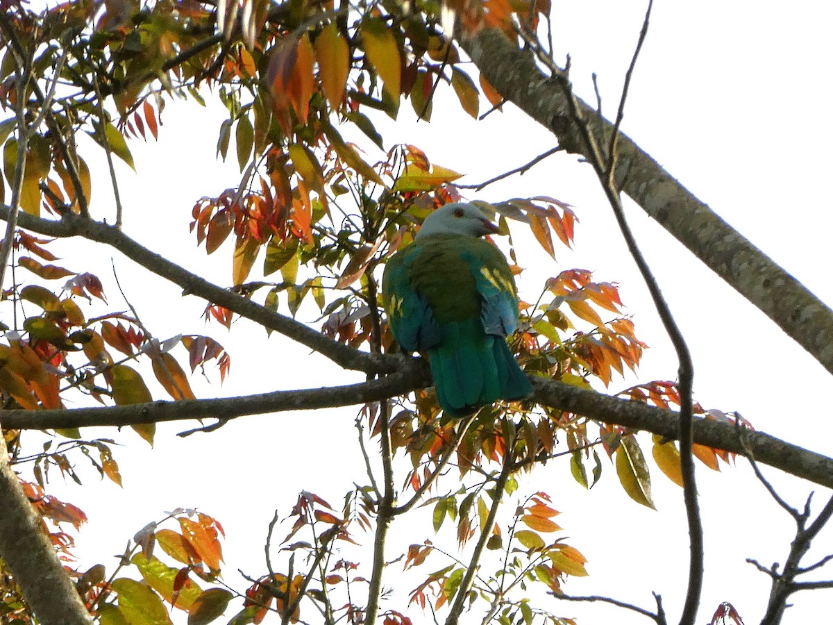 Wompoo Fruit-Dove - ML642502862