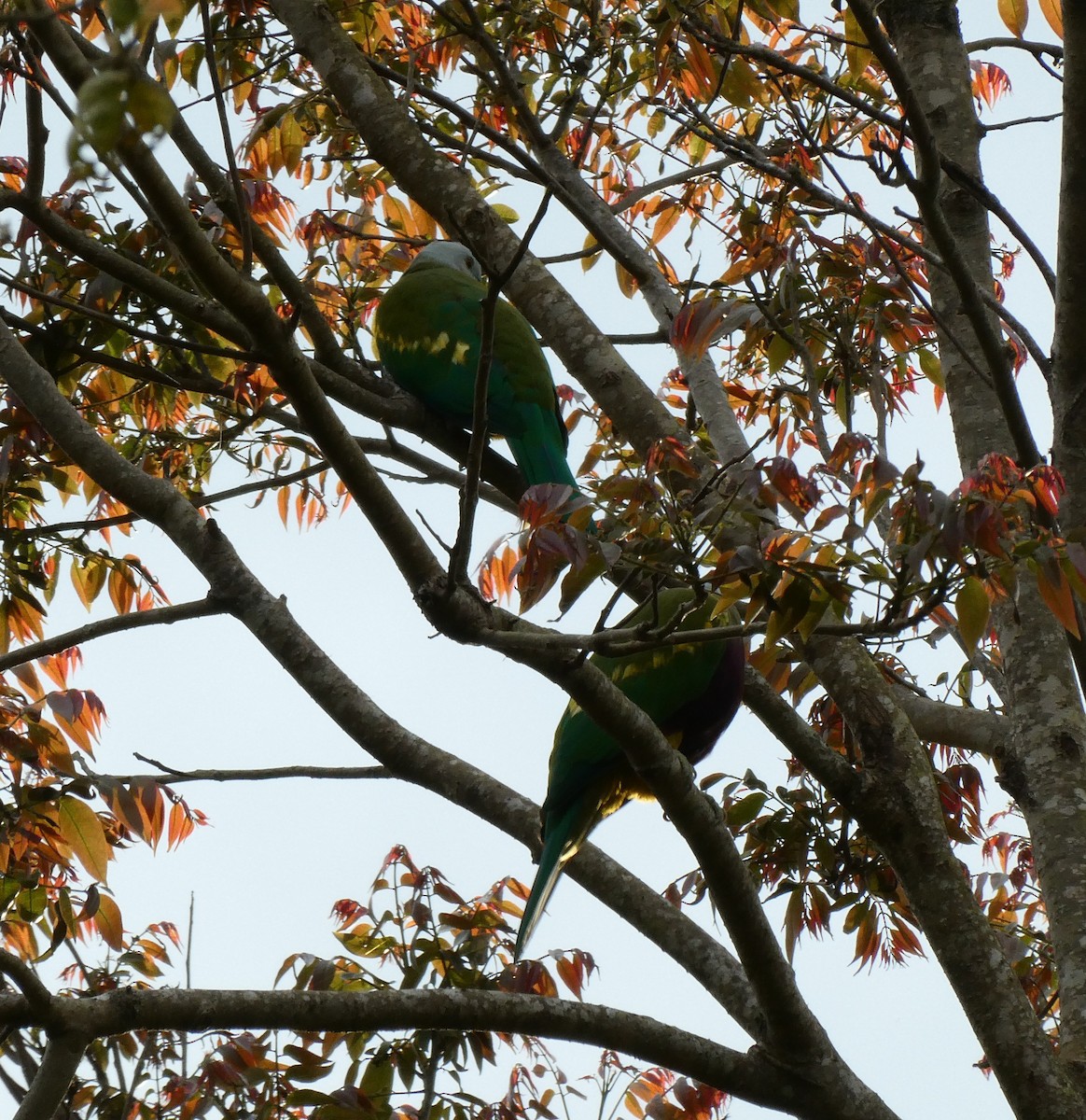 Wompoo Fruit-Dove - ML642502867