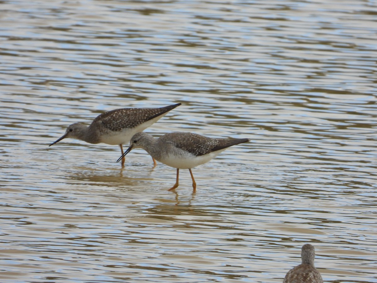 vodouš žlutonohý - ML642502887