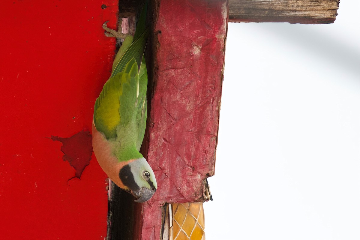 Red-breasted Parakeet - ML642502888
