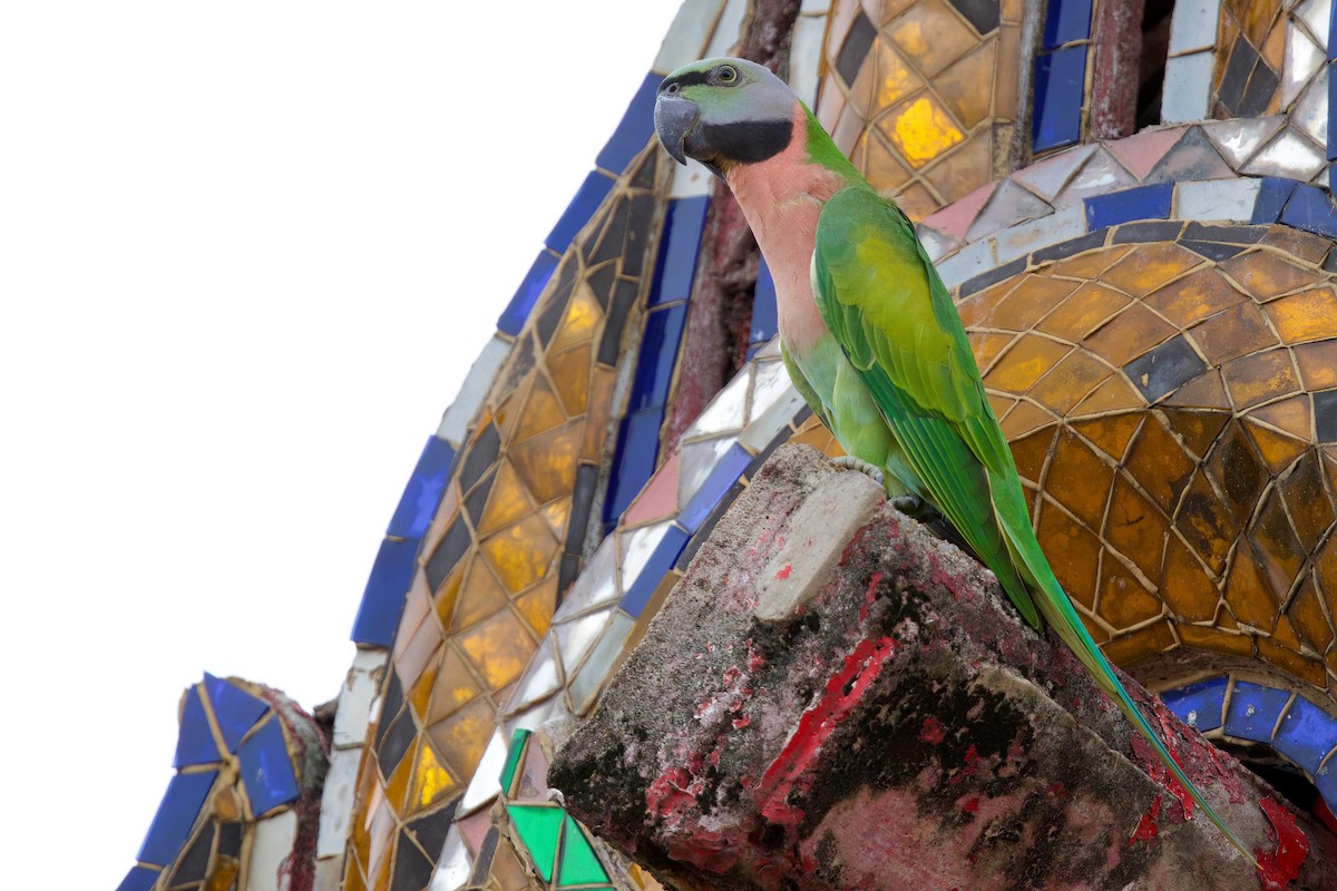 Red-breasted Parakeet - ML642502889