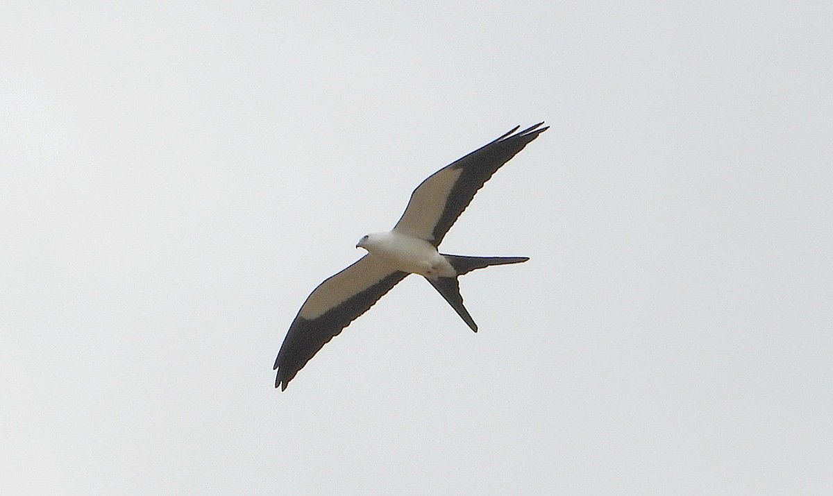 luňák vlaštovčí - ML642502902