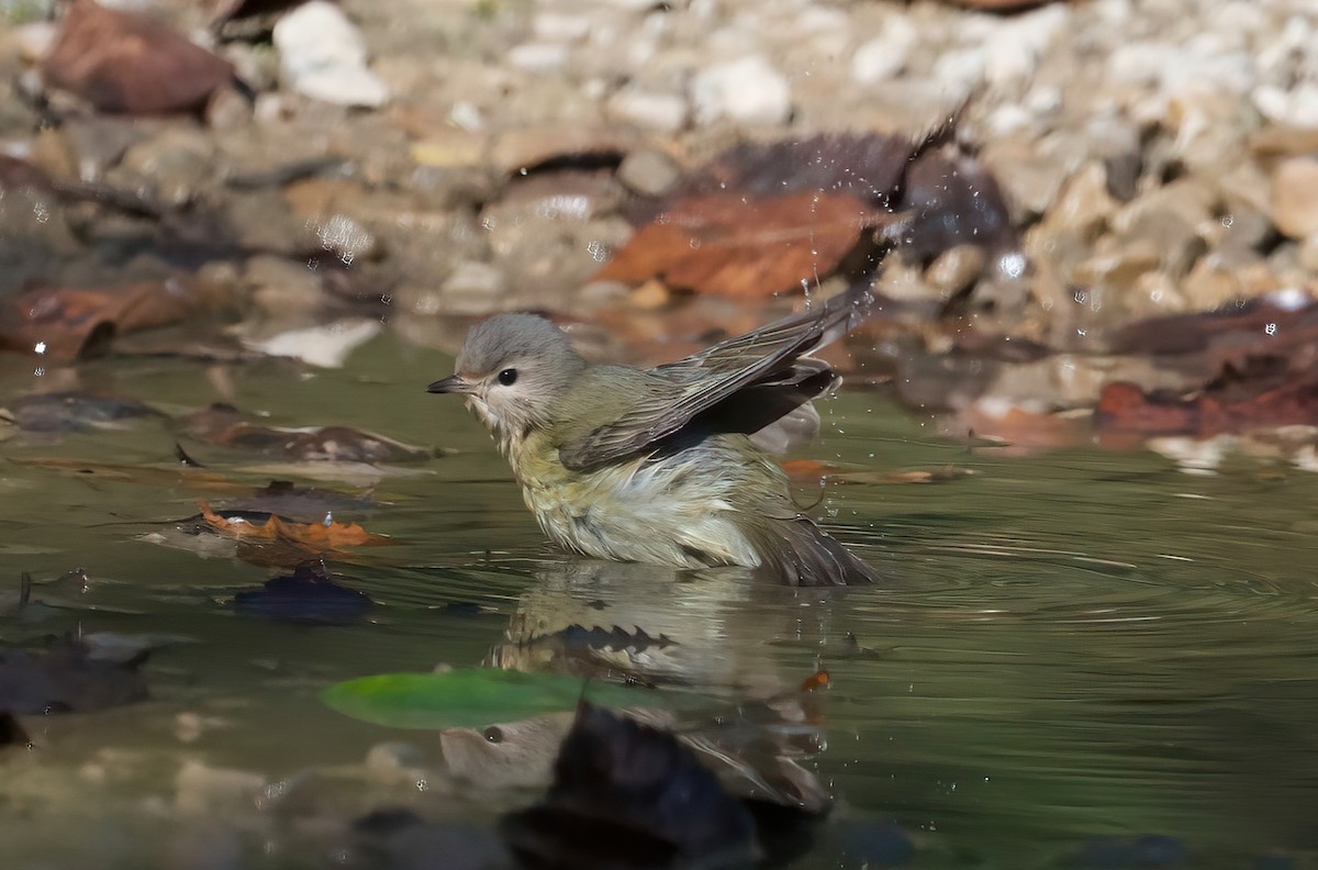 Warbling Vireo - ML642502903