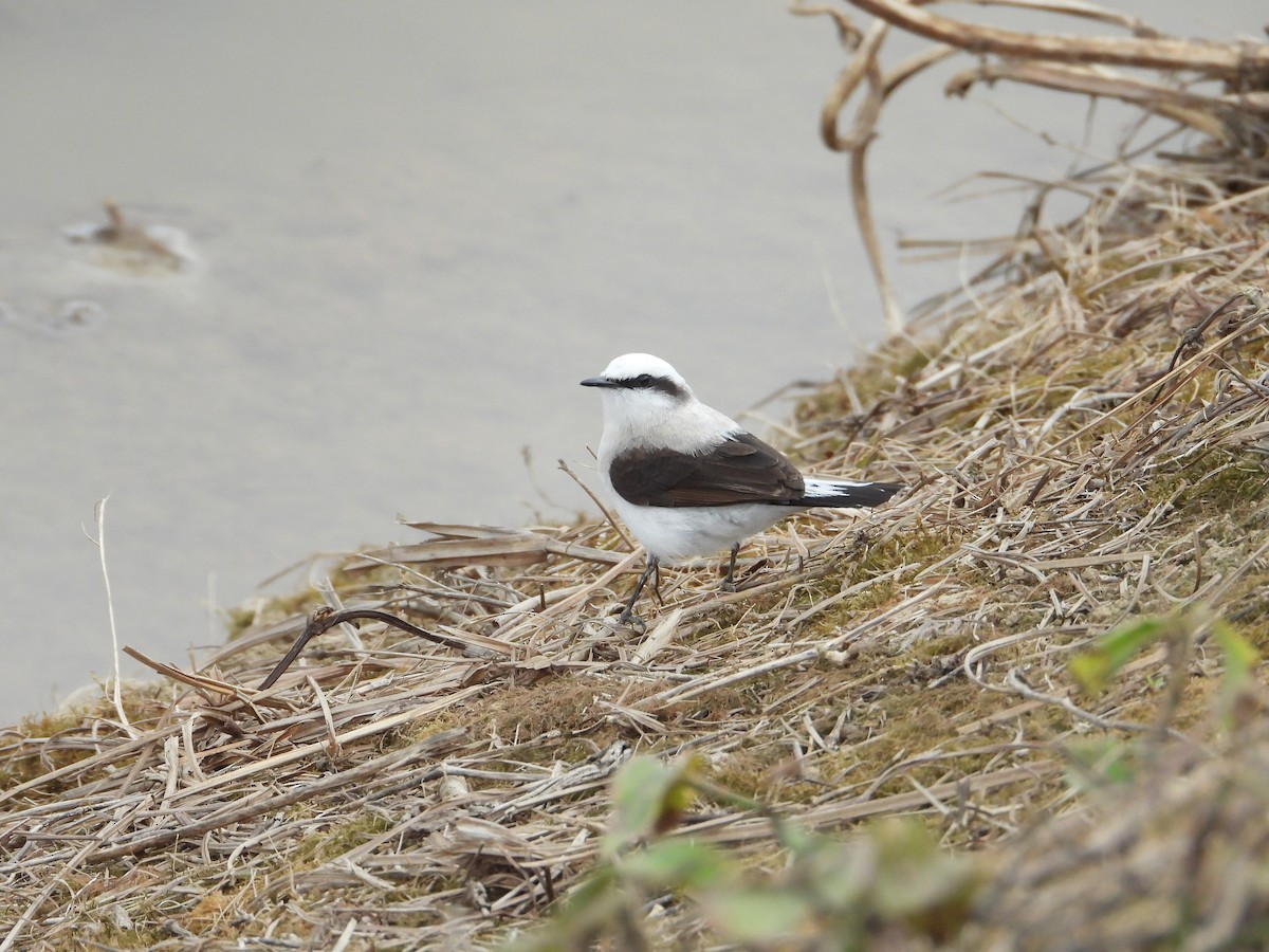Masked Water-Tyrant - ML642502906