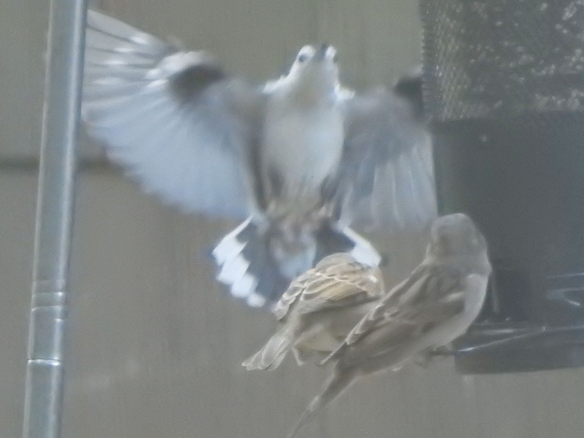 White-breasted Nuthatch (Eastern) - ML642502910