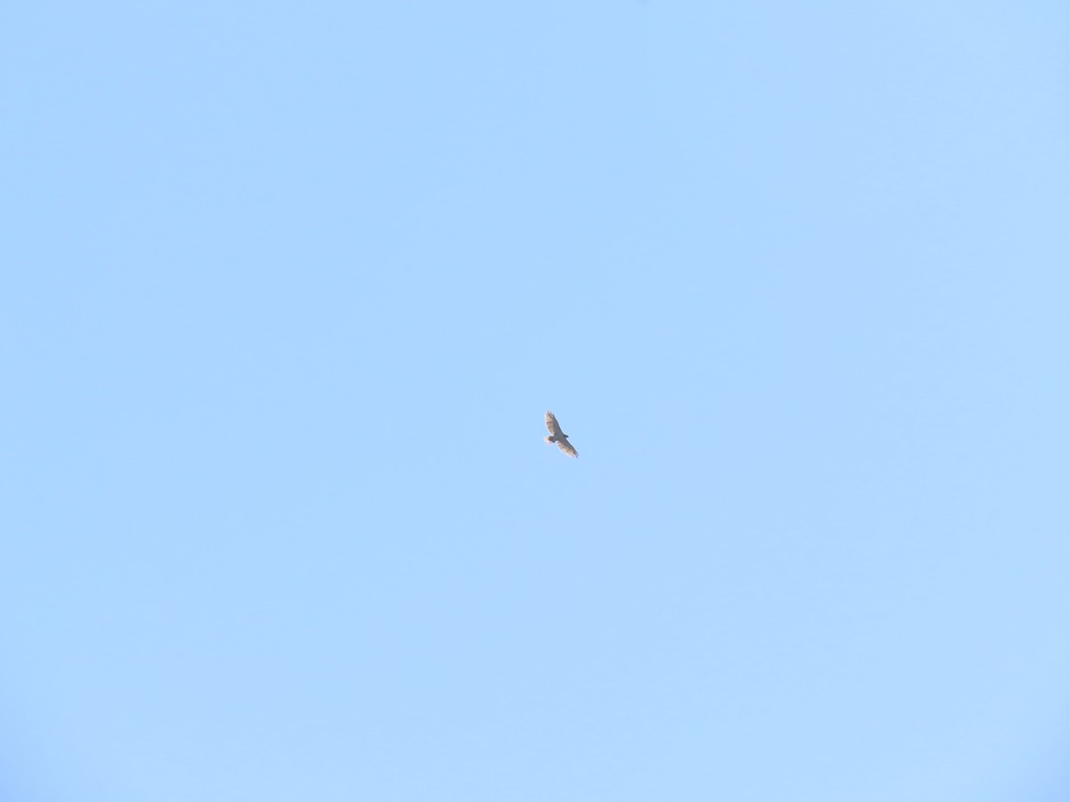 Ferruginous Hawk - ML642502926