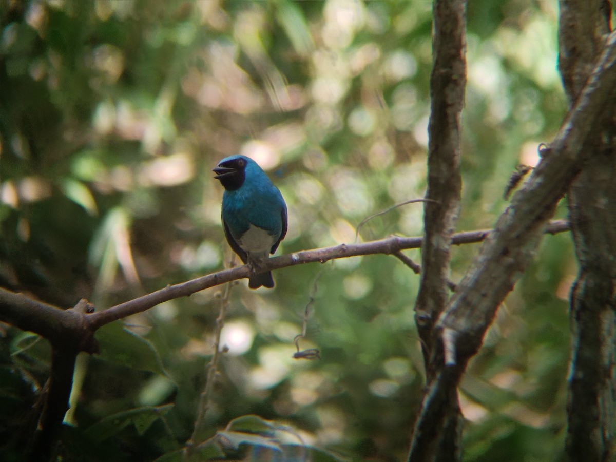 Swallow Tanager - ML642502927