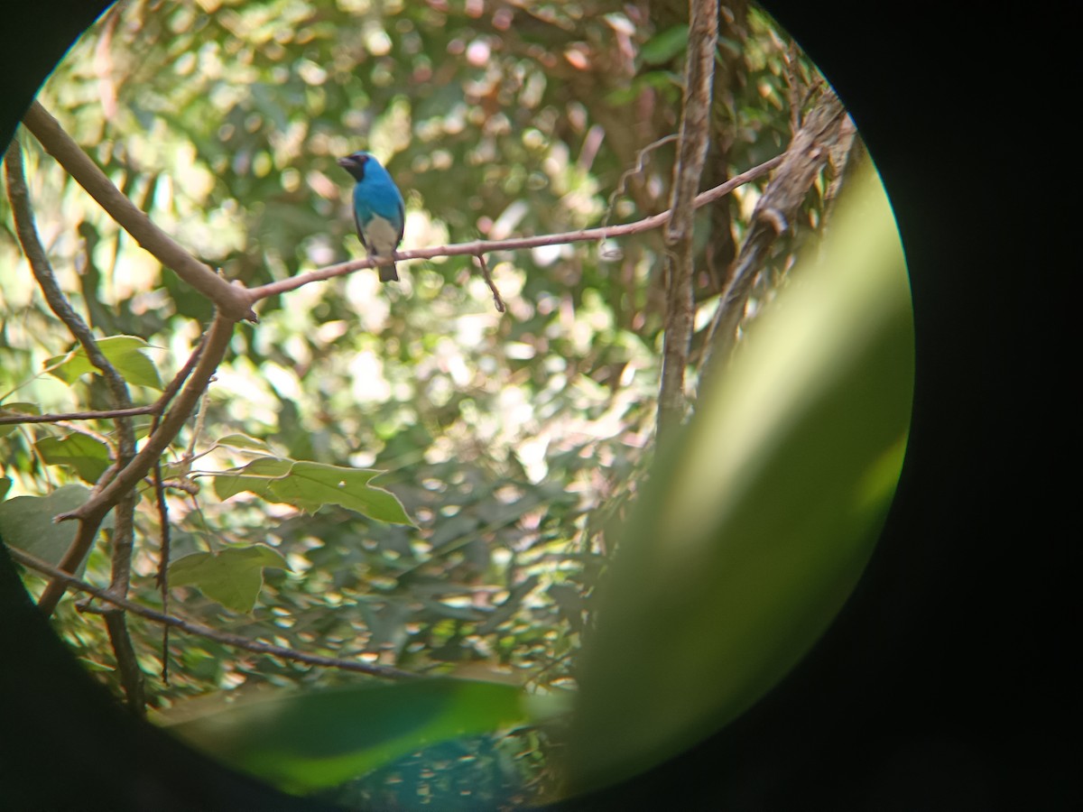 Swallow Tanager - ML642502928