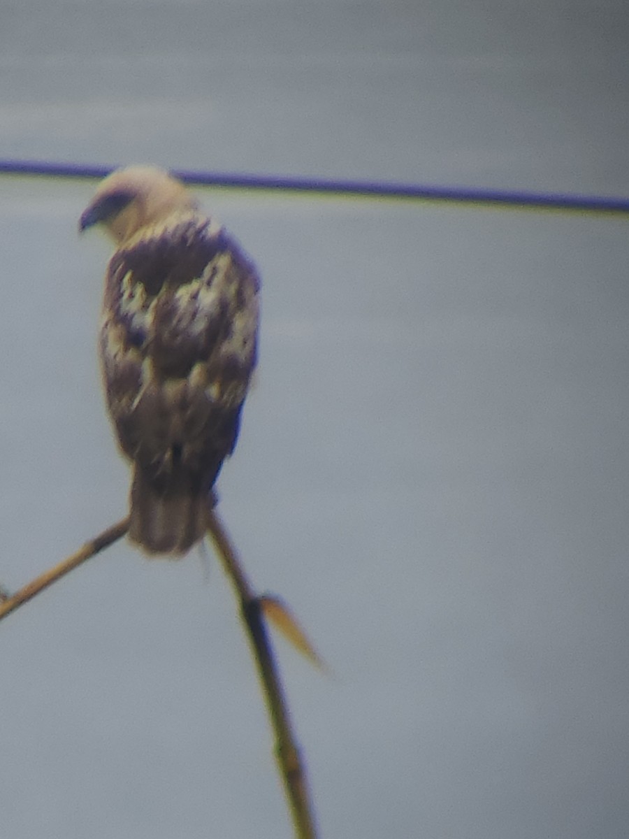 Hawaiian Hawk - ML642502929