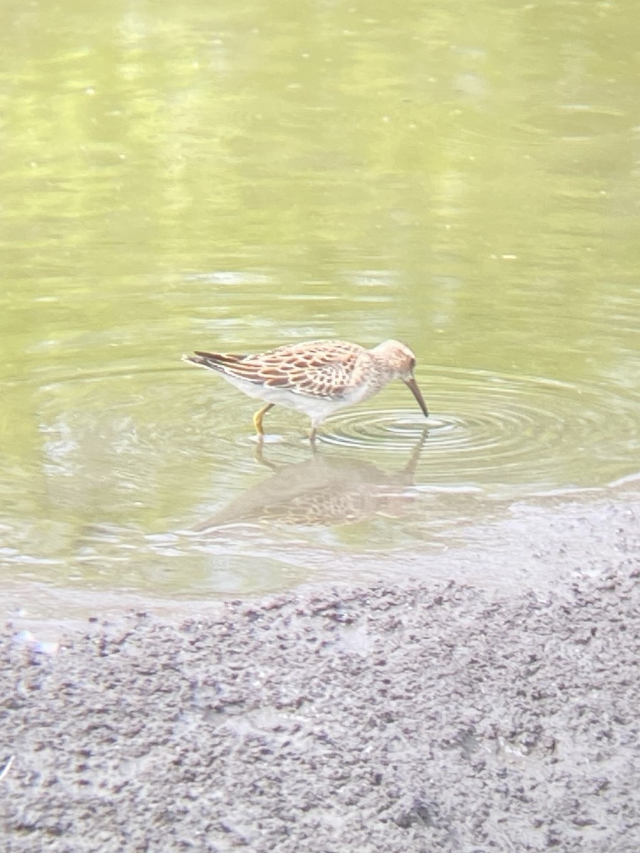 jespák skvrnitý - ML642502933