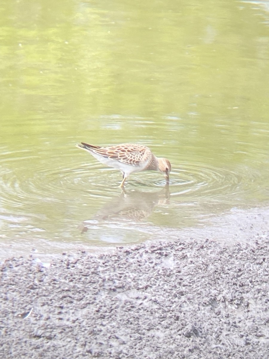 jespák skvrnitý - ML642502940