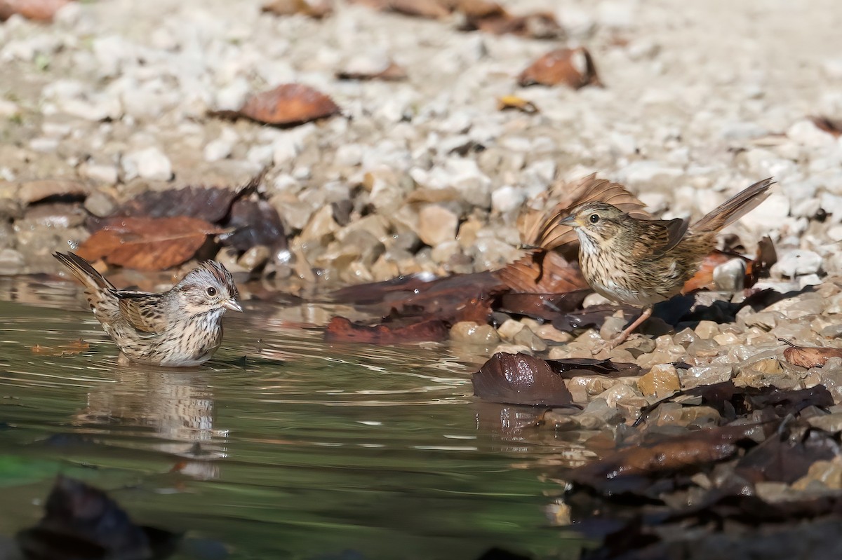 Lincoln's Sparrow - ML642502952