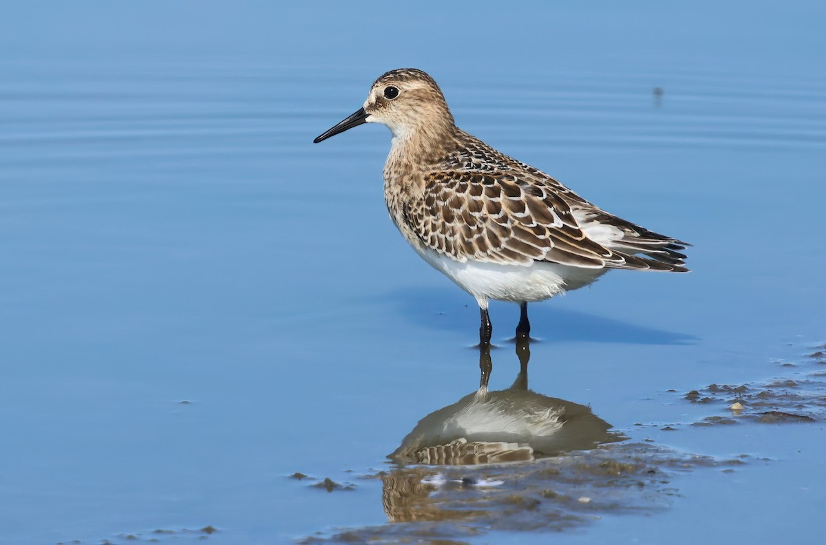 Baird's Sandpiper - ML642502957