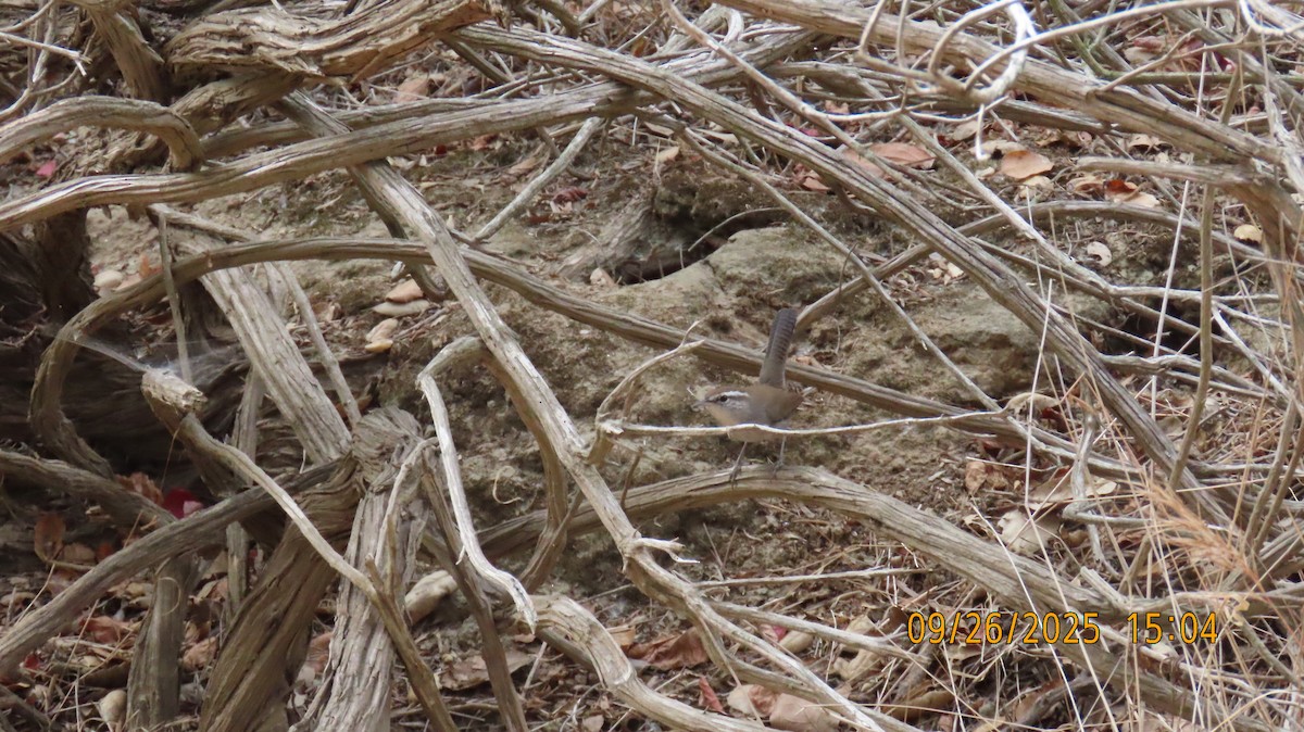 Bewick's Wren - ML642502958